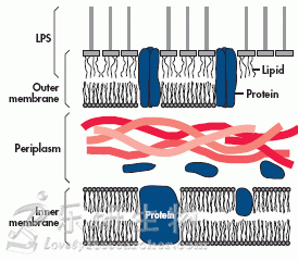 大肠杆菌胞膜的结构示意图