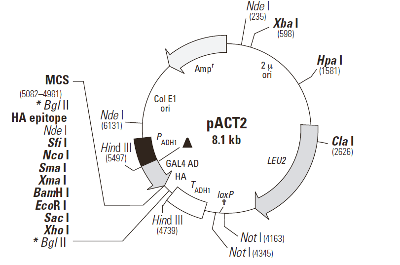 pact2ad载体