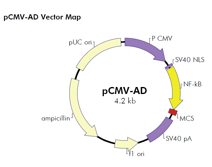 pCMV-AD载体_质粒图谱 - 优宝生物