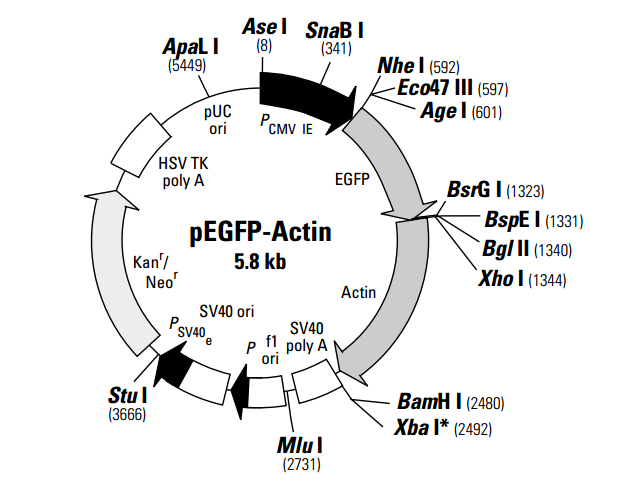 pegfp-actin 载体