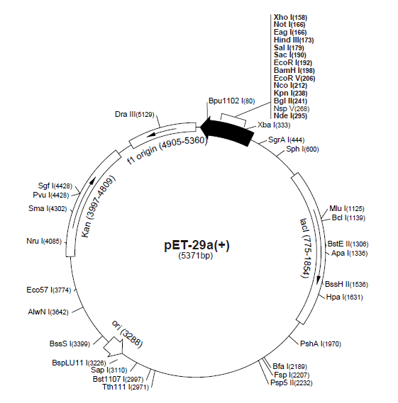 pet-29a( ) 质粒图谱
