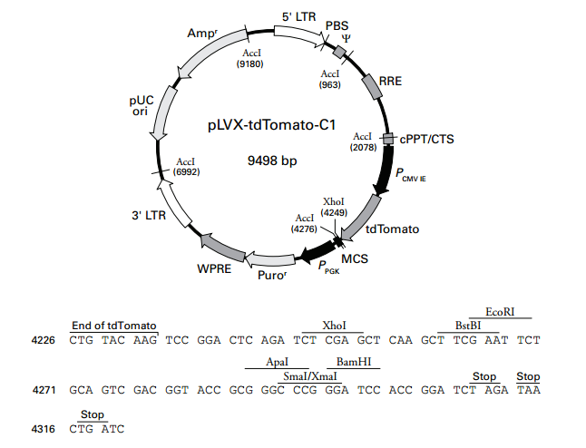 plvx-tdtomato-c1质粒图谱