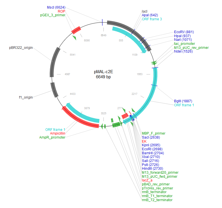 pMAl-c2E载体_质粒图谱 - 优宝生物