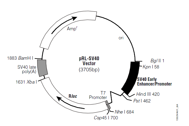 pRL-SV40载体_质粒图谱 - 优宝生物