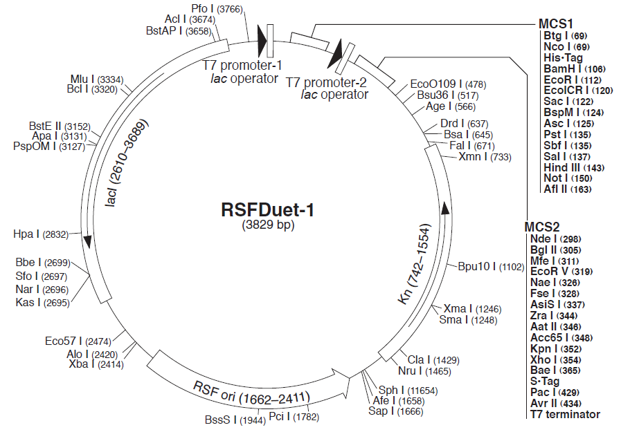 prsfduet-1 质粒图谱