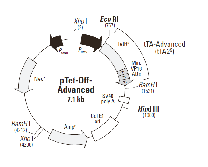 ptet-off-advanced 质粒图谱