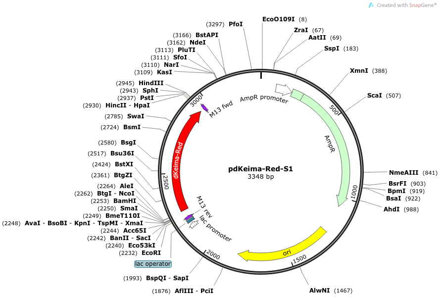 pdkeima-red-s1(dimeric keima-red)质粒图谱