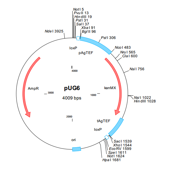 pug6质粒图谱