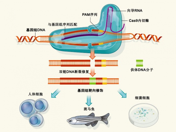 CRISPR/Cas9基因编辑器及其原理简介