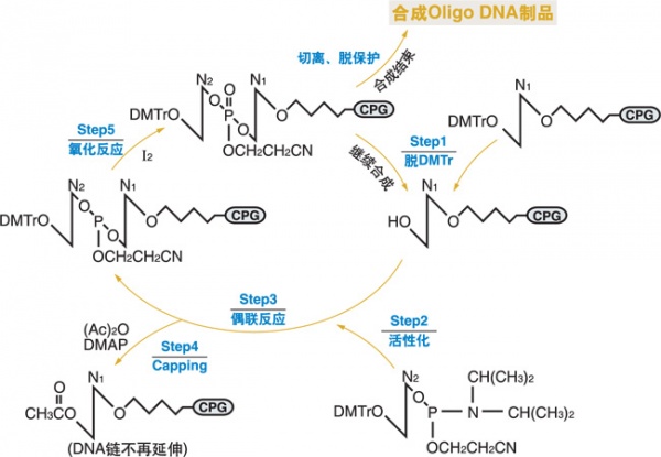 固相亚磷酰胺三酯法合成引物的具体步骤