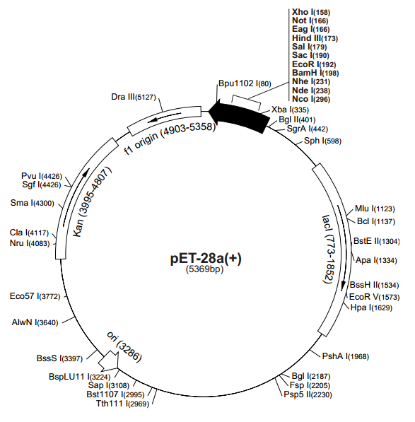 pET-28c(+) 质粒图谱
