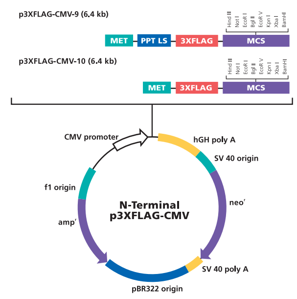 p3xFLAG-CMV-10 质粒图谱