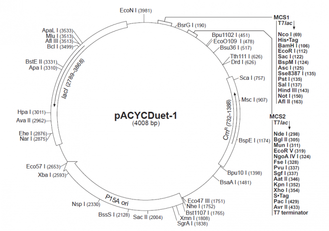 pACYCDuet-1 质粒图谱
