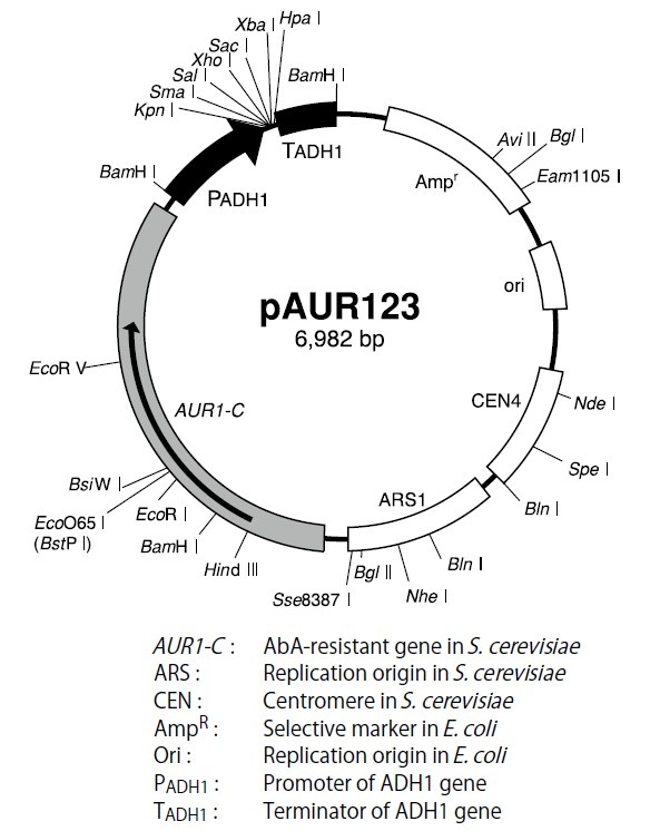 pAUR123 质粒图谱