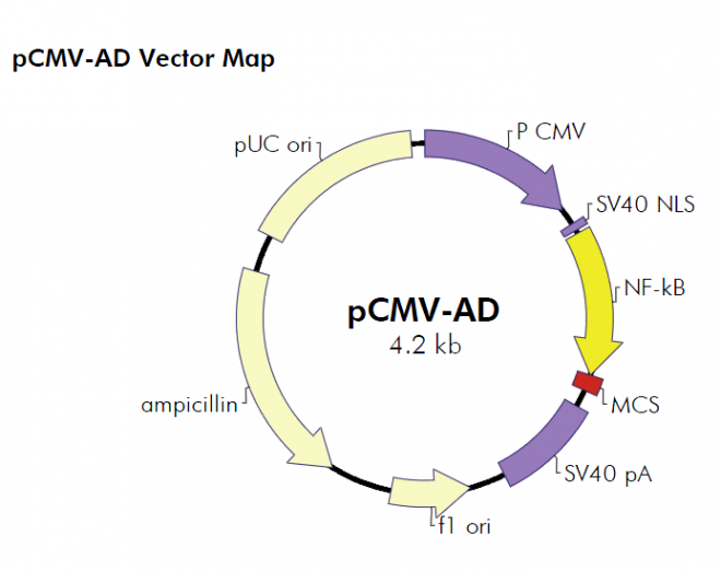 pCMV-AD 质粒图谱
