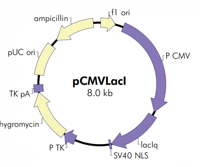 pCMVLacI 质粒图谱