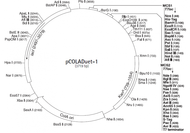 pCOLAduet-1 质粒图谱