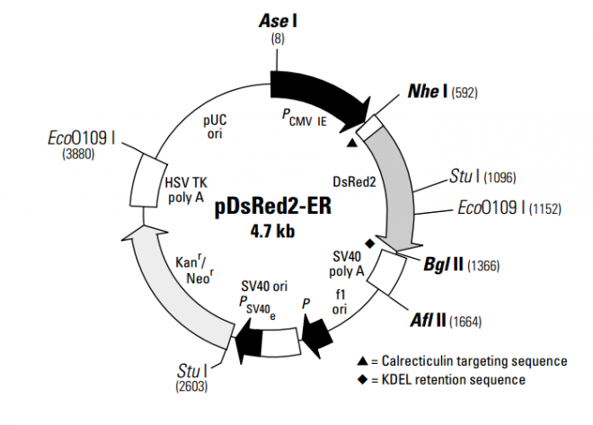 pDsRed2-ER 质粒图谱