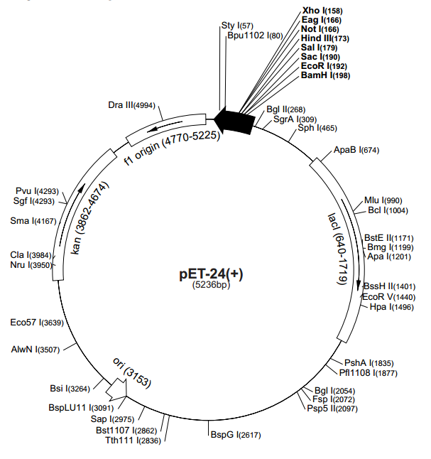pET-24(+) 质粒图谱