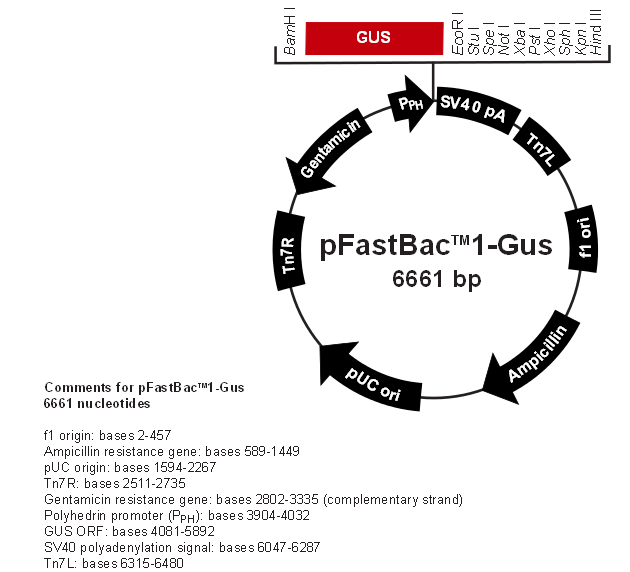 pFastBac1-Gus 质粒图谱