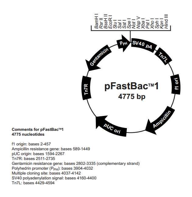 pFastBac1 质粒图谱