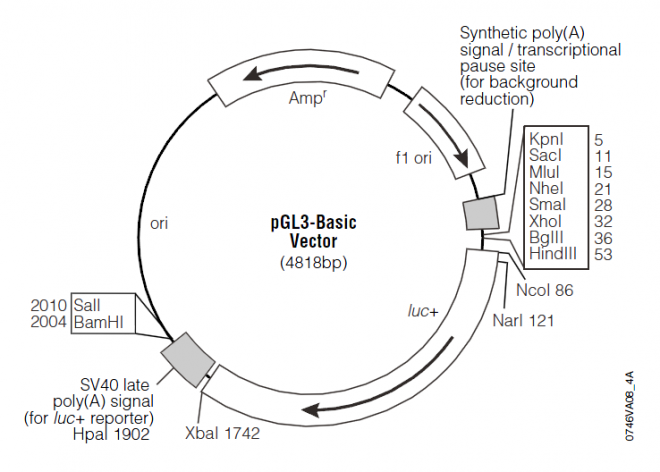 pGL3-Basic 质粒图谱