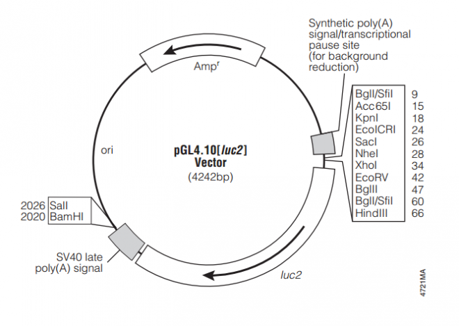 pGL4.10[luc2]启动子报告载体 Biovector10580