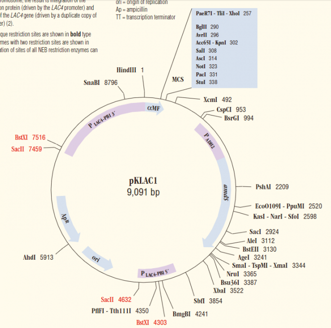 pKLAC1 质粒图谱