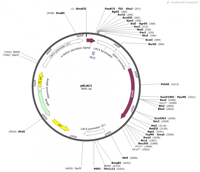 pKLAC1 载体图谱
