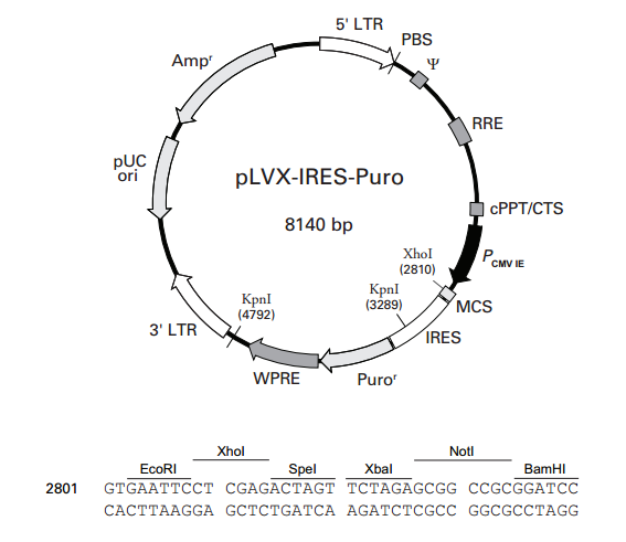 pLVX-IRES-Puro 质粒图谱