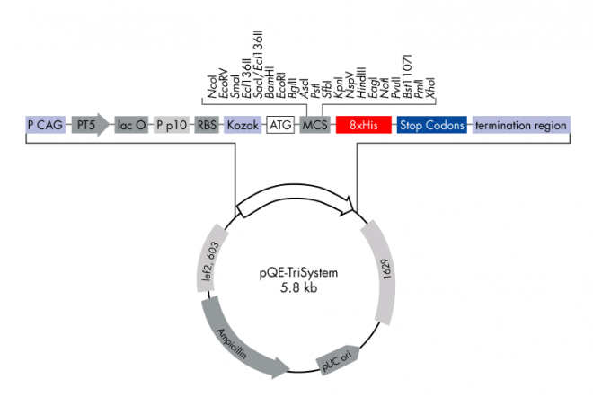 PQE-Trisystem 载体_价格_上海联迈生物工程有限公司