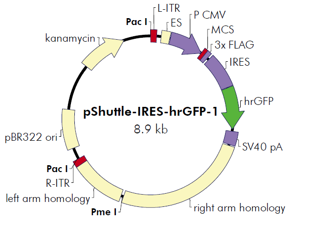 pShuttle-IRES-hrGFP-1 质粒图谱