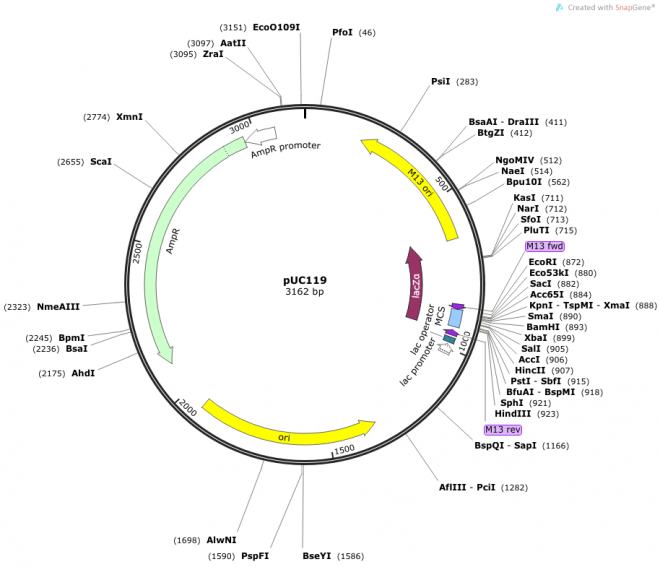 pUC119 质粒图谱