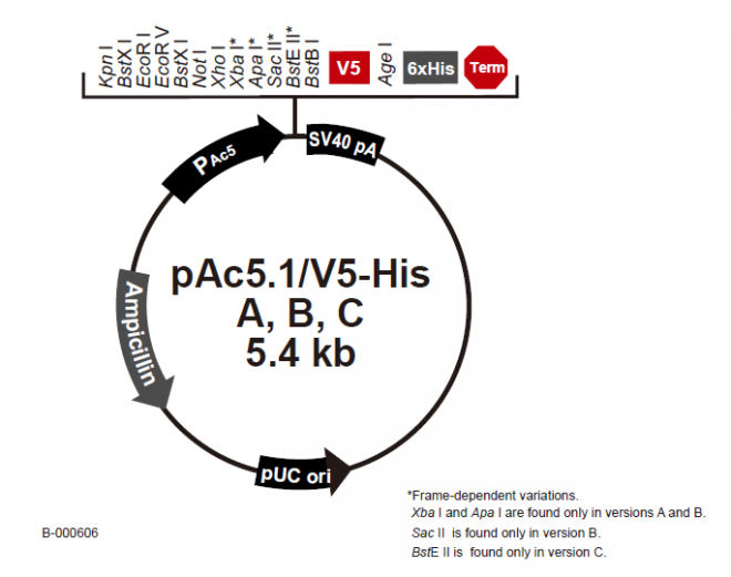 pAc5.1/V5-His A, B, C 质粒图谱