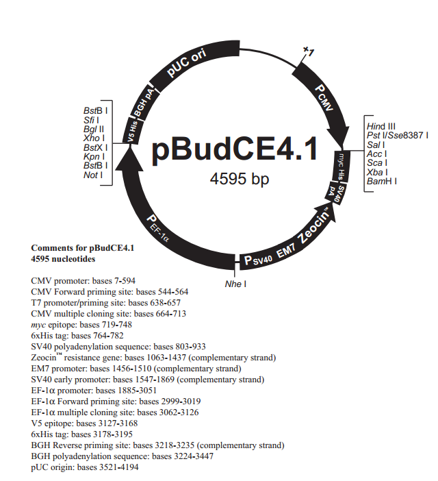 pBudCE4.1 质粒图谱