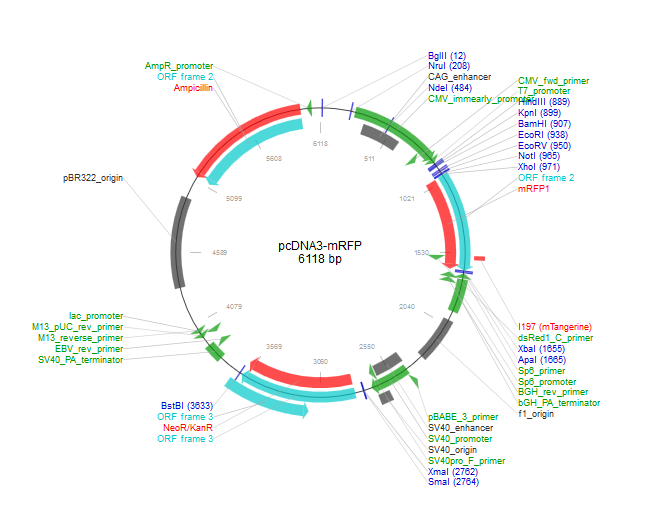 pcDNA3-mRFP质粒图谱