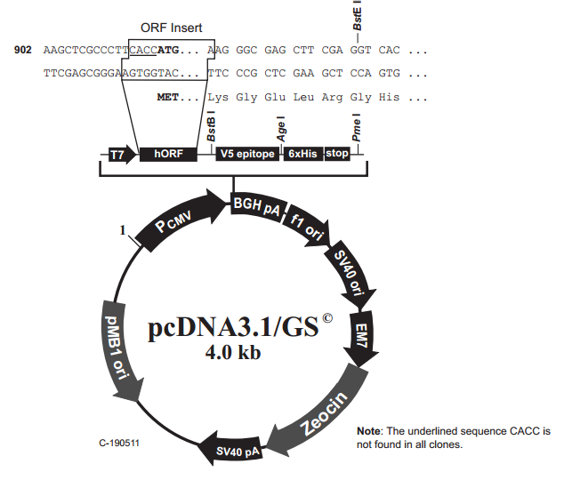 pcDNA3.1/GS 质粒图谱