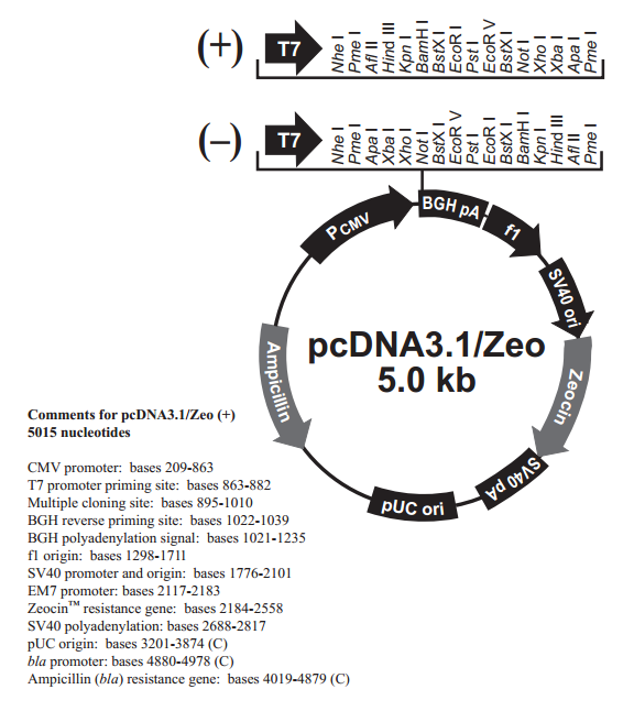 pcDNA3.1/Zeo(+) 质粒图谱