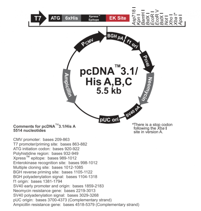 pcDNA3.1/His C 质粒图谱
