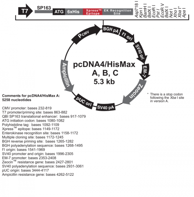 PcDNA4/HisMax B说明书-分析方法-生物在线 Lab-on-Web