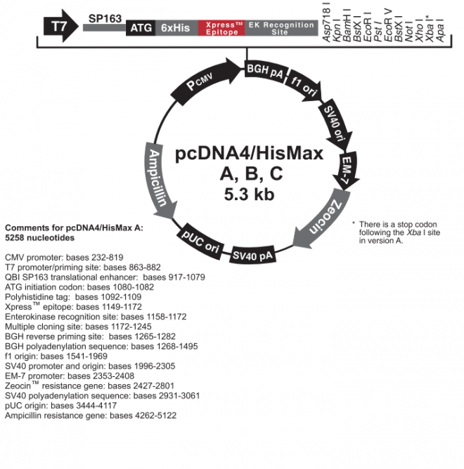 pcDNA™4/HisMax A, B, & C 质粒图谱