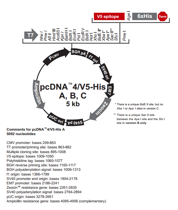 pcDNA4/V5-His A 质粒图谱