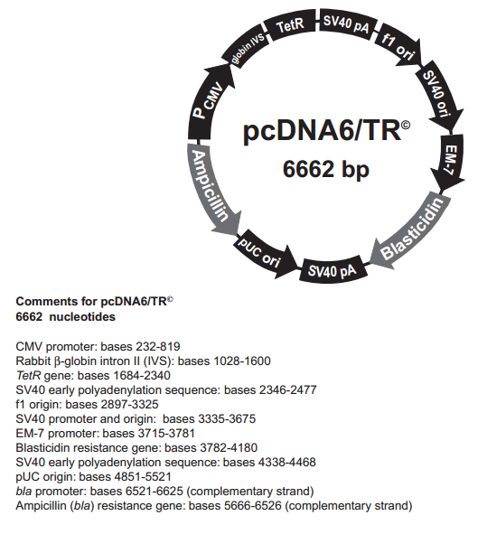 pcDNA6/TR 质粒图谱