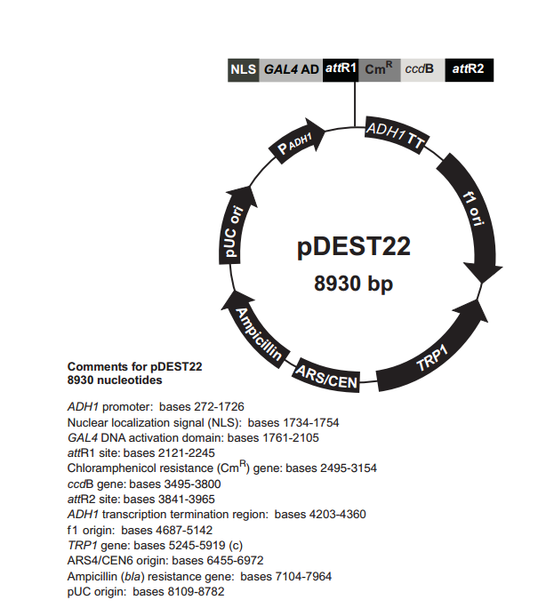 pDEST22 质粒图谱