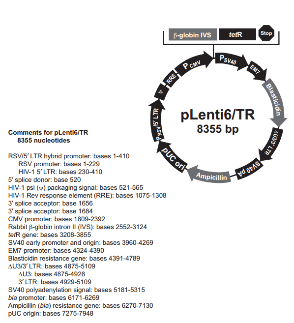 pLenti6/TR 载体图谱