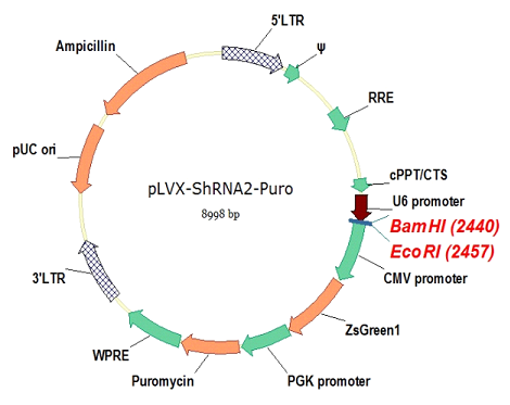pLVX-shRNA2-Puro质粒图谱