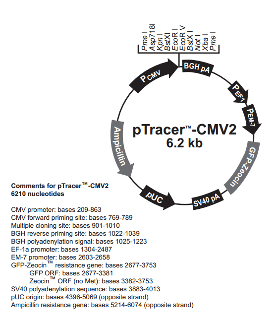 pTracer-CMV2质粒图谱